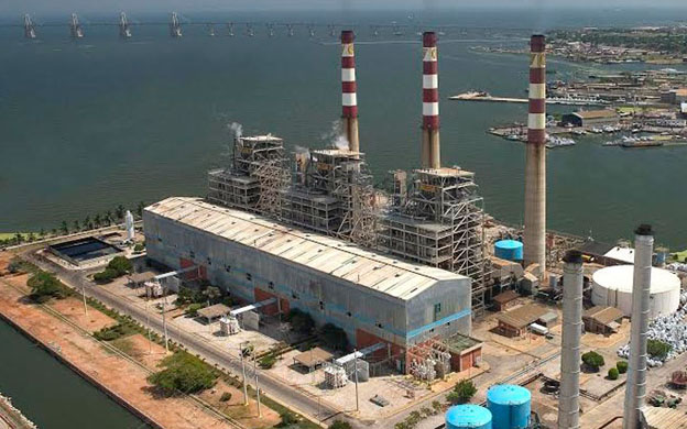 plantazulia3