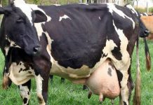 Fallas eléctricas cuestan 90.000 litros de leche al mes a ganaderos en Zulia