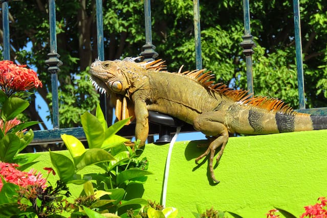 iguana