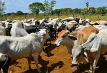 Cada ganadero debe invertir 20.000 dólares para afrontar los apagones