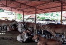 60% disminuyó la producción de carne y leche por cortes eléctricos en Perijá
